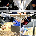 Toplam değeri 67 milyon lira: Devletten destek aldı, yılda 8 bin ton ihraç ediyor