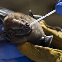 Brezilya'daki yarasalarda ölümcül virüs: Koronavirüsün yakın akrabası keşfedildi