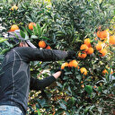 Portakalın hikayesi