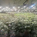 Başakşehir'de villayı uyuşturucu tarlasına çeviren şüpheli yakalandı