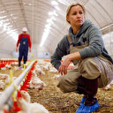 ABD'de ilk kuş gribi salgını görüldü