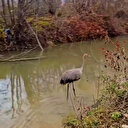 Kastamonu’da tedavisi tamamlanan turna doğaya salındı