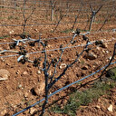 Manisa'da üzüm bağlarını don vurdu: Bazı bağlarda buz sarkıtları oluştu