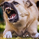 Şanlıurfa'da sahipsiz köpek saldırısı: Yaralılar var