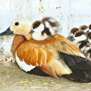 Dergilik: Günümüzde şiir akımları