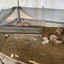 Sahipsiz köpekler koyunları telef ettikten sonra ahırda uyuyakaldı