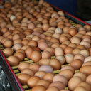 Sofralık yumurta ihracatında fon kesintisi 1,5 dolara çıktı