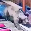 Bursa'da şaşkın ayı kafeye daldı: Masaları dağıtıp kaçtı