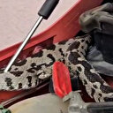 Manisa'da yılan paniği: Otomobilin motorunda şeritli engerek yakalandı