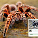 İnternette yasa dışı tarantula satışı: Tanesi 7 bin TL’ye alıcı buluyor