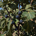 Türkiye’nin yeni kuru inciri: Siyah orak küresel pazara açılıyor