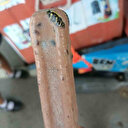 Şoke eden manzara: Aldığı dondurmanın içinden yılan çıktı