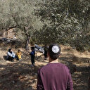 مستوطنون يقتلعون 100 شجرة زيتون شمالي الضفة الغربية