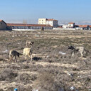 Rana'nın canını alan sahipsiz köpekler 2 yaşındaki miniğin hayatını kaybettiği alanda dolaşırken görüntülendi