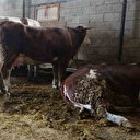 Ahırda dehşet: Onlarca büyükbaş hayvan akıma kapıldı 4'ü telef oldu