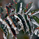 Meteorolojiden 5 il için zirai don uyarısı