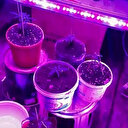 Evine özel sistem kurup kenevir yetiştiren şüpheli gözaltına alındı