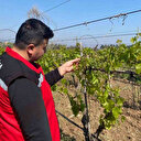 Sarıgöl'ü zirai don vurdu: Zarar 2 milyar lirayı geçti