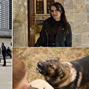 Yine sahipsiz köpek faciası: Üniversiteli Sevda yaşamını yitirdi