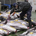 La Chine et le Japon engagent des pourparlers sur l'interdiction des importations de fruits de mer