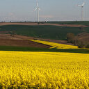 Tekirdağ'da kanola tarlaları fotoğrafların doğal fonu oluyor