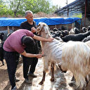 Küçükbaş hayvanların kırkım mesaisi başladı