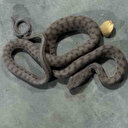 Elazığ'da AVM'de görüldü: Türkiye'nin en zehirlileri arasında