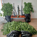 Gizli kenevir bahçesi kuran şüpheli tutuklandı