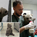 Ormanda bulunan yavru ayılar ‘Bulut' ile ‘Yağmur' özel mamalarla besleniyor