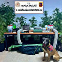 Bodrum'da evinde iklimlendirme sistemiyle kenevir yetiştiren zanlı yakalandı