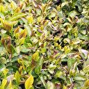 Zirai don Rize'deki çaylıkları da etkiledi: Yüzde 3'lük rekolte düşüklüğü bekleniyor