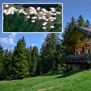 Sapanca'da kontrolsüz bungalov patlaması: Her ikisinden biri kaçak