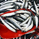 Türkiye'ye 9 milyon doların üzerinde döviz girişi sağladı: Hamsi ihracatı...