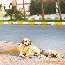 Başıboş köpek sorunu üç aşamada bitecek