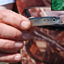 Müsilaj endişesi yeniden gündemde: Balığa zarar verir mi?