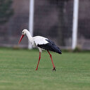 'Yiğido Leylek' yine Sivasspor Tesisleri’nde