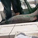 Baraj gölünde yakaladı: Tam 72 kilogram ağırlığında