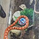 Zehirli yılanlar İstanbul Sarıyer'de ortaya çıktı: Devriye ekipleri neye uğradığını şaşırdı