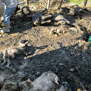 Karaman'da çıkan yangında 11 küçükbaş hayvan telef oldu