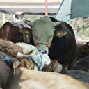 Kurbanlık fiyatları belli oluyor: Geçen yıla göre değişiklik var mı?
