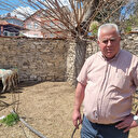 Sokak köpekleri sürüye saldırdı: 7 koyun telef oldu