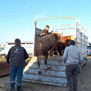 Kaçak yolla getirilen hayvanların sahibine 130 bin lira ceza: 15 büyükbaş kesilerek imha edildi