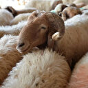 Vekaletle kurban kesim bedeli belli oldu