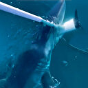 Antalya'da dev köpek balığı tekneye saldırdı