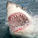 Antalya ve Muğla kıyılarında köpek balığı korkusu yaşanıyor: ‘Sahillerde köpek balığı görülmesi artık kaçınılmaz, çünkü…’