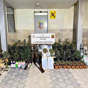 Kenevir yetiştiren şahıslar esrar ve uyuşturucu haplarla yakalandı