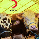 Kızılay 2025 kurban bağış ücreti belli oldu mu? İşte yurt içi ve yurt dışı vekaleten kurbanlık fiyatları