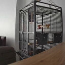 İstanbul Silivri'deki depremi papağan hissetti: Kafesten böyle kurtulmaya çalıştı