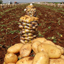 Adana'da turfanda patates mesaisi başladı