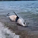 Balıkesir'de ölü yunus sahile vurdu